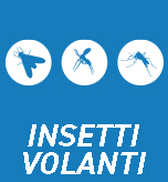 Insetti volanti