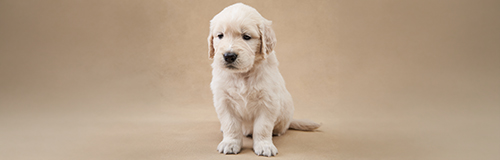 un cucciolo di golden retriever