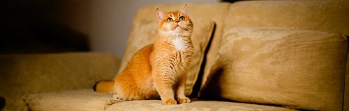 Un gatto arancione è seduto su un divano e guarda con curiosità verso la telecamera