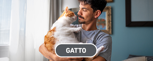 Frontline Gatto