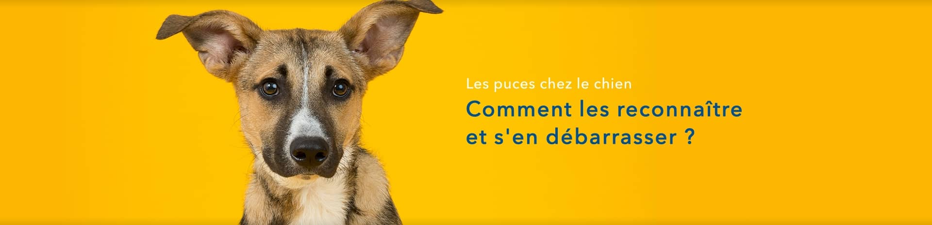 Mon chien a des puces : 2 solutions naturelles pour s'en débarrasser