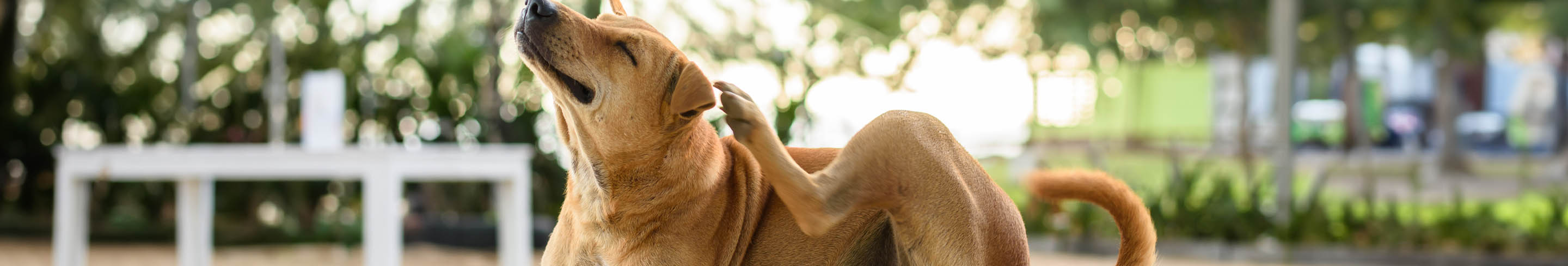 Les puces chez le chien Guide