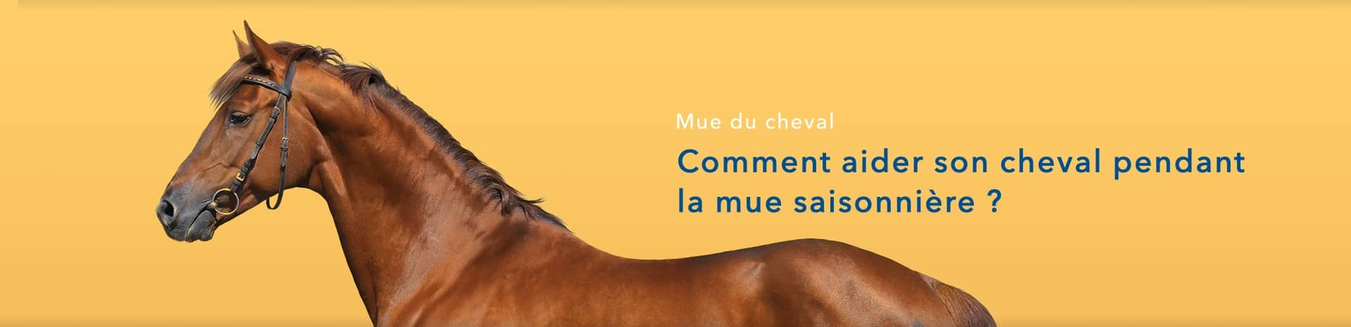 Qu'est-ce que la mue chez le cheval ?