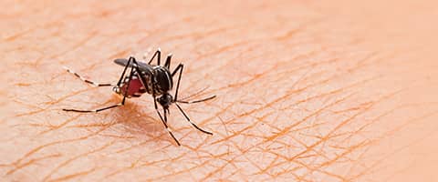 Piqûre de moustique : conseils et traitement | Redcare PHARMACIE